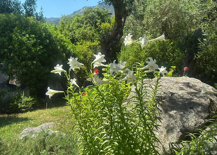 Casa Vacanze Olbia - Alebea -